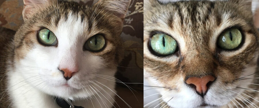 cats The Profitable Expat