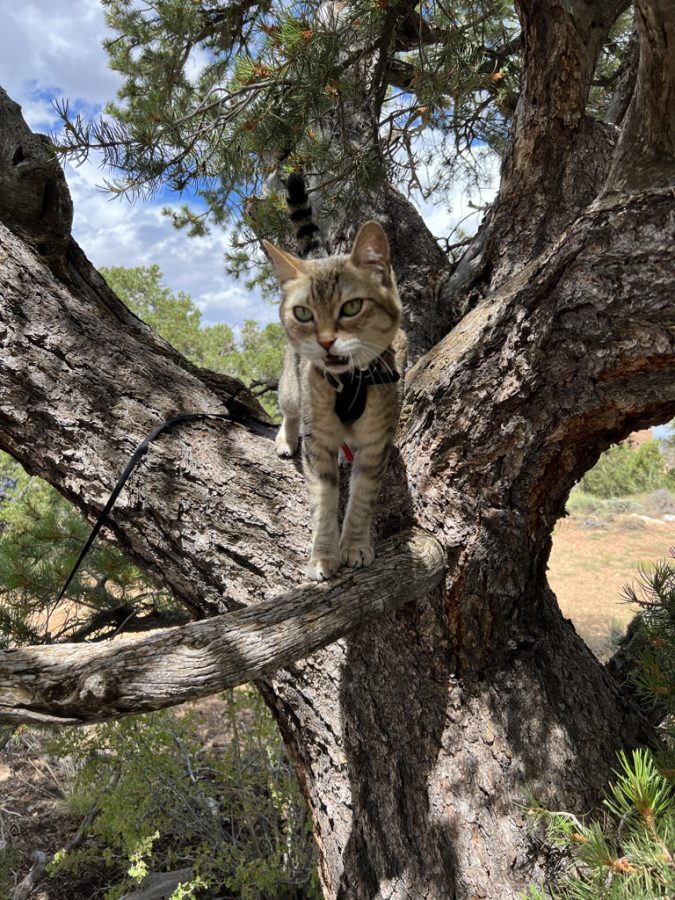 Shelby in a tree at the grand canyon village